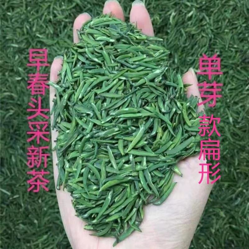茶青新茶峨眉早春头采嫩芽茶叶绿茶浓香型特级川茶