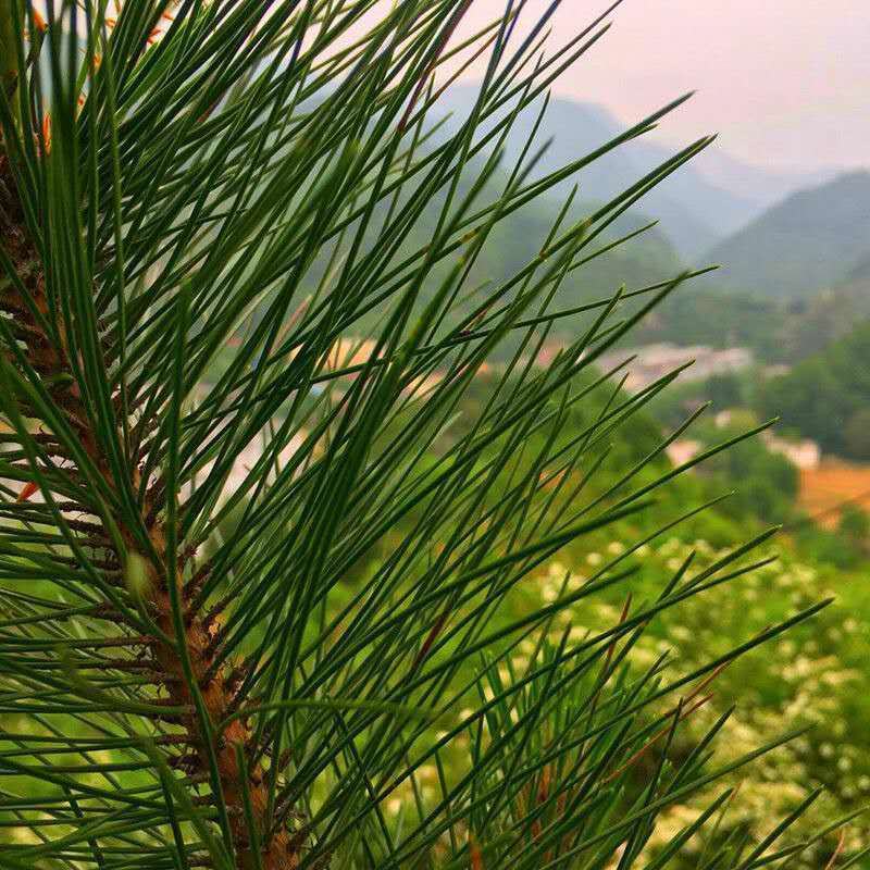 秦岭野生松针茶特级全松茶干松针茶叶油松马尾松松叶包邮