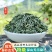 秦岭野生松针茶特级全松茶干松针茶叶油松马尾松松叶包邮