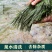 秦岭野生松针茶特级全松茶干松针茶叶油松马尾松松叶包邮