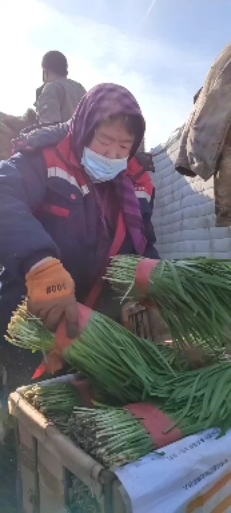 昌黎县陈庄子头刀优质韭菜，大量上市中