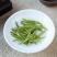 陕西汉中仙毫绿茶新茶雀舌茶叶明前春茶嫩芽高山