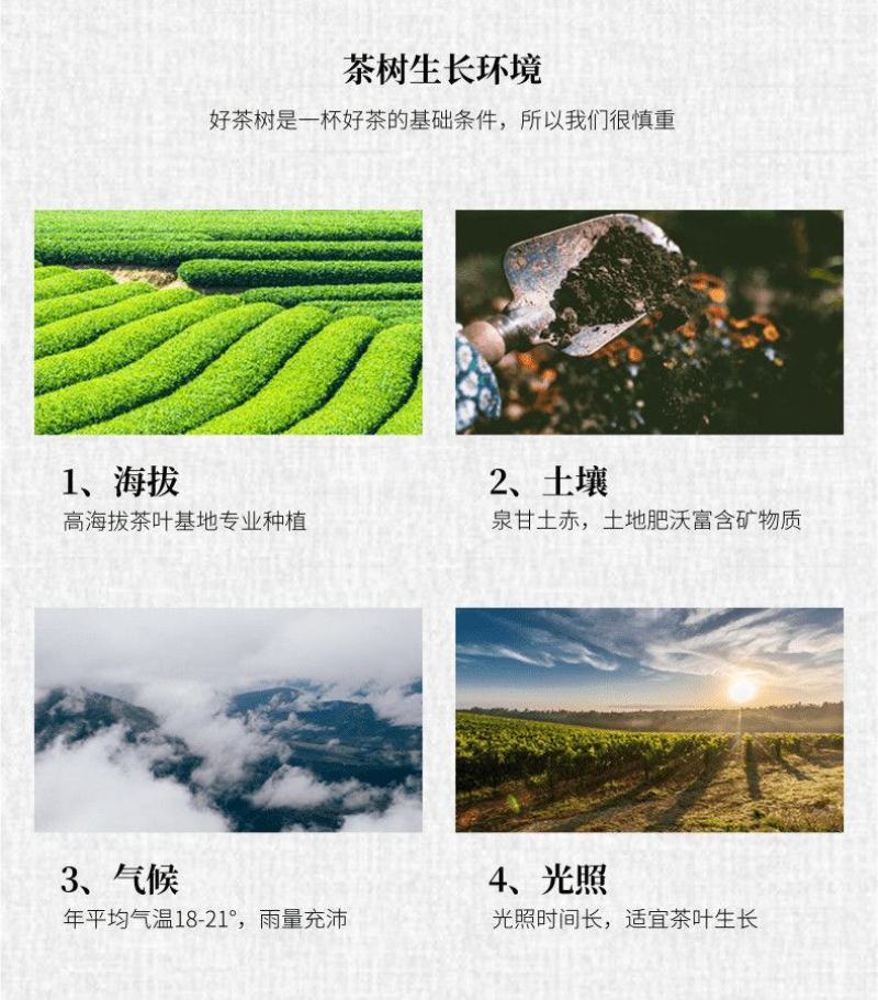 陕西汉中仙毫绿茶新茶雀舌茶叶明前春茶嫩芽高山