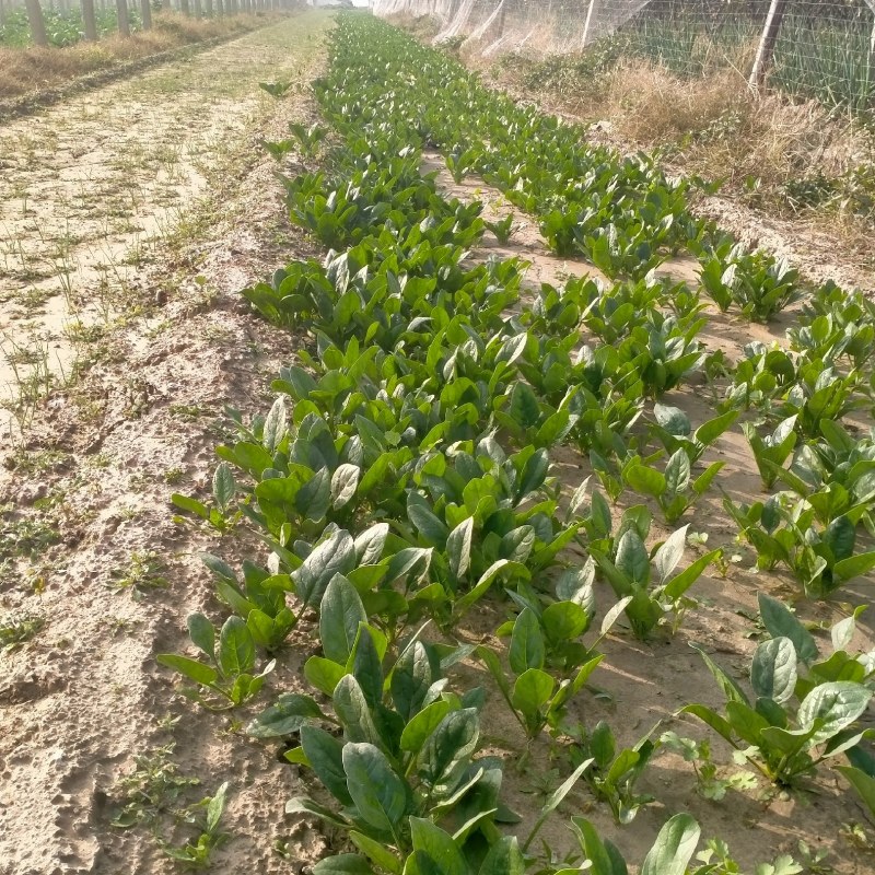 菠菜大棚小颗菠菜