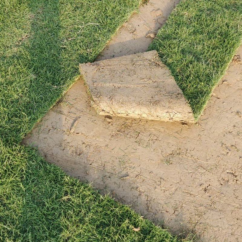 绿化草坪、草皮，草卷基地直销（真草皮带泥）