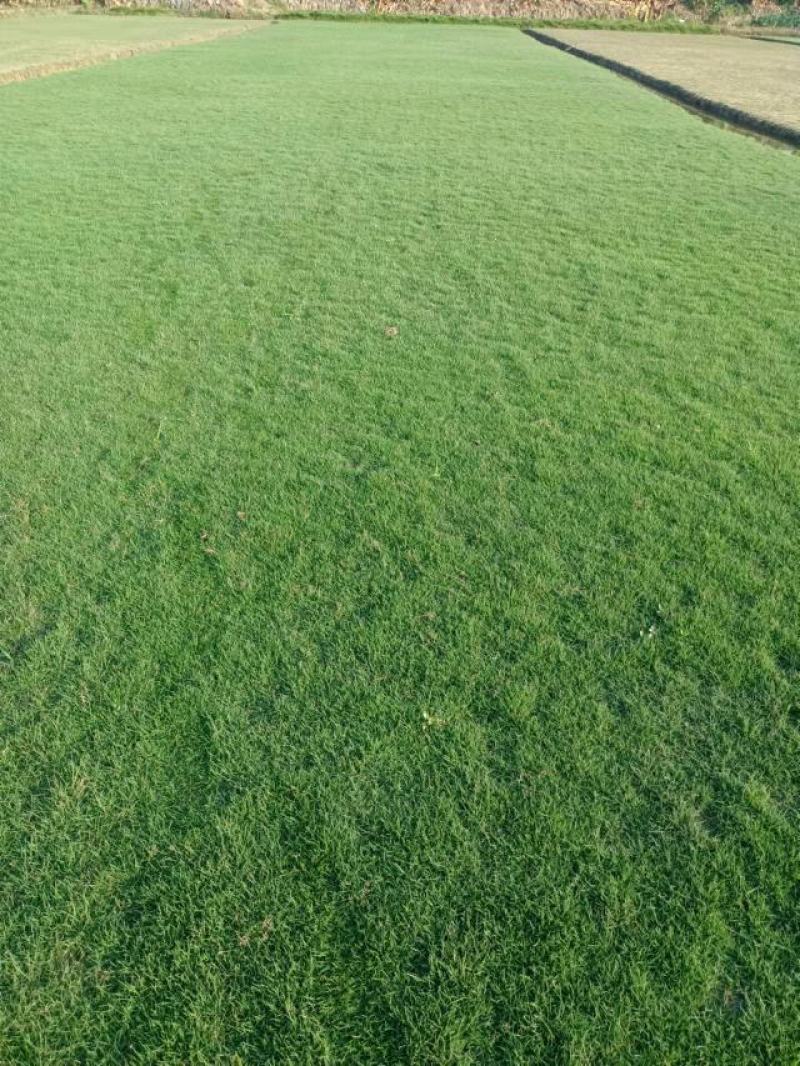 绿化草坪、草皮，草卷基地直销（真草皮带泥）