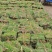 绿化草坪、草皮，草卷基地直销（真草皮带泥）