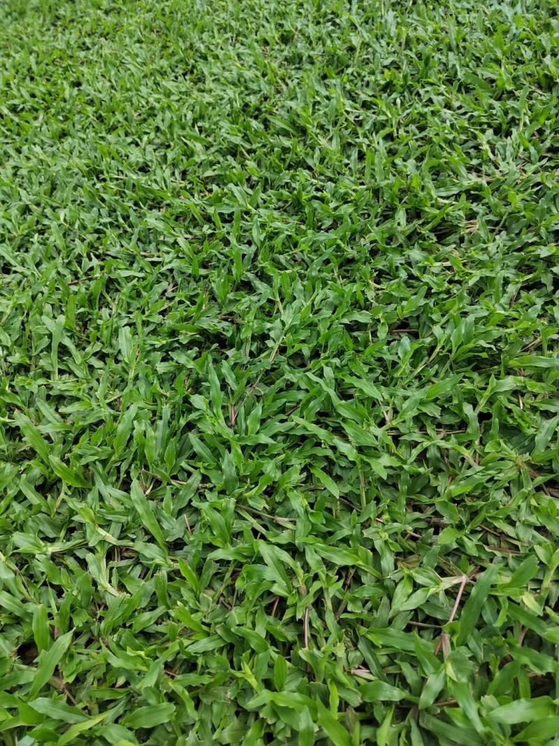 绿化草坪、草皮，草卷基地直销（真草皮带泥）