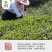 金寨翠眉新茶叶明前特级高山云雾绿茶清香型500g