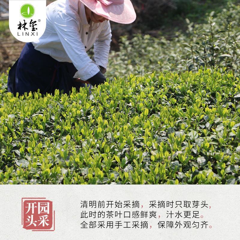 金寨翠眉新茶叶明前特级高山云雾绿茶清香型500g