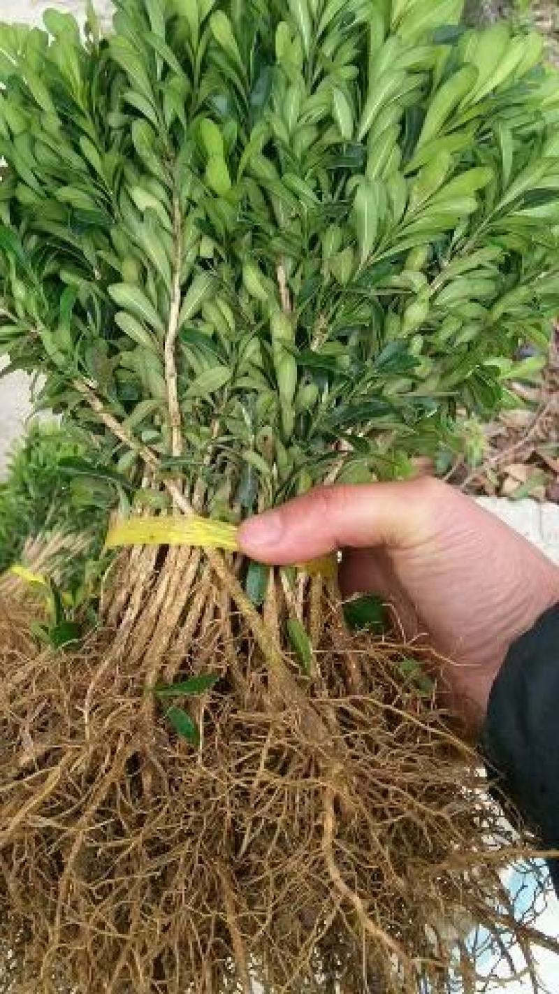 黄杨苗，雀舌黄杨小苗，当年苗，球型苗袋苗场地直供。