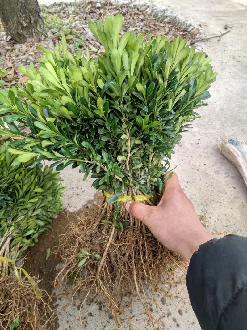黄杨苗，雀舌黄杨小苗，当年苗，球型苗袋苗场地直供。