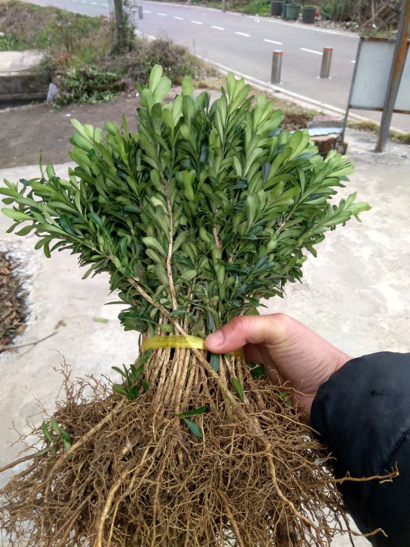 黄杨苗，雀舌黄杨小苗，当年苗，球型苗袋苗场地直供。