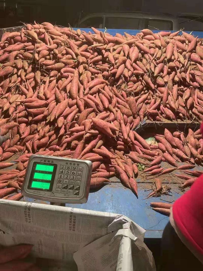 精品西瓜红蜜薯，超市，电商，市场，欢迎合作