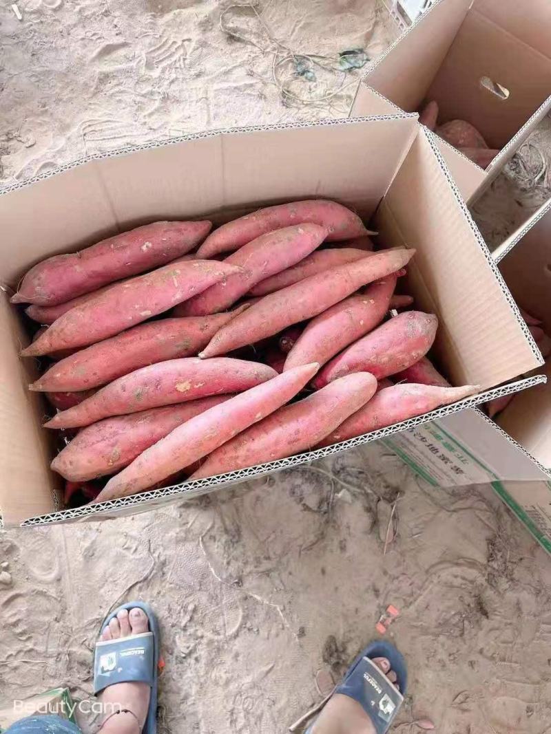 精品西瓜红蜜薯，超市，电商，市场，欢迎合作