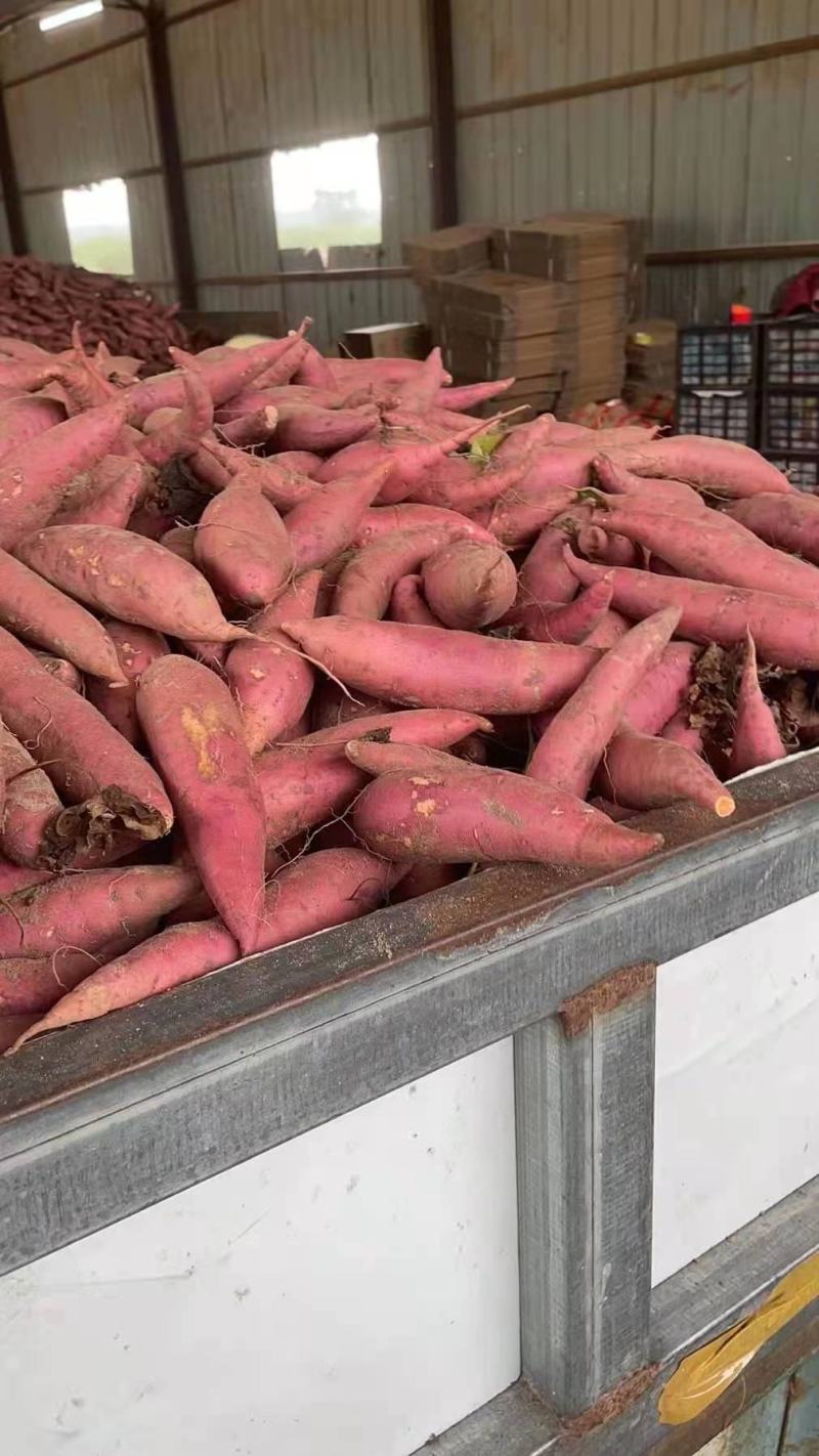 精品西瓜红蜜薯，超市，电商，市场，欢迎合作