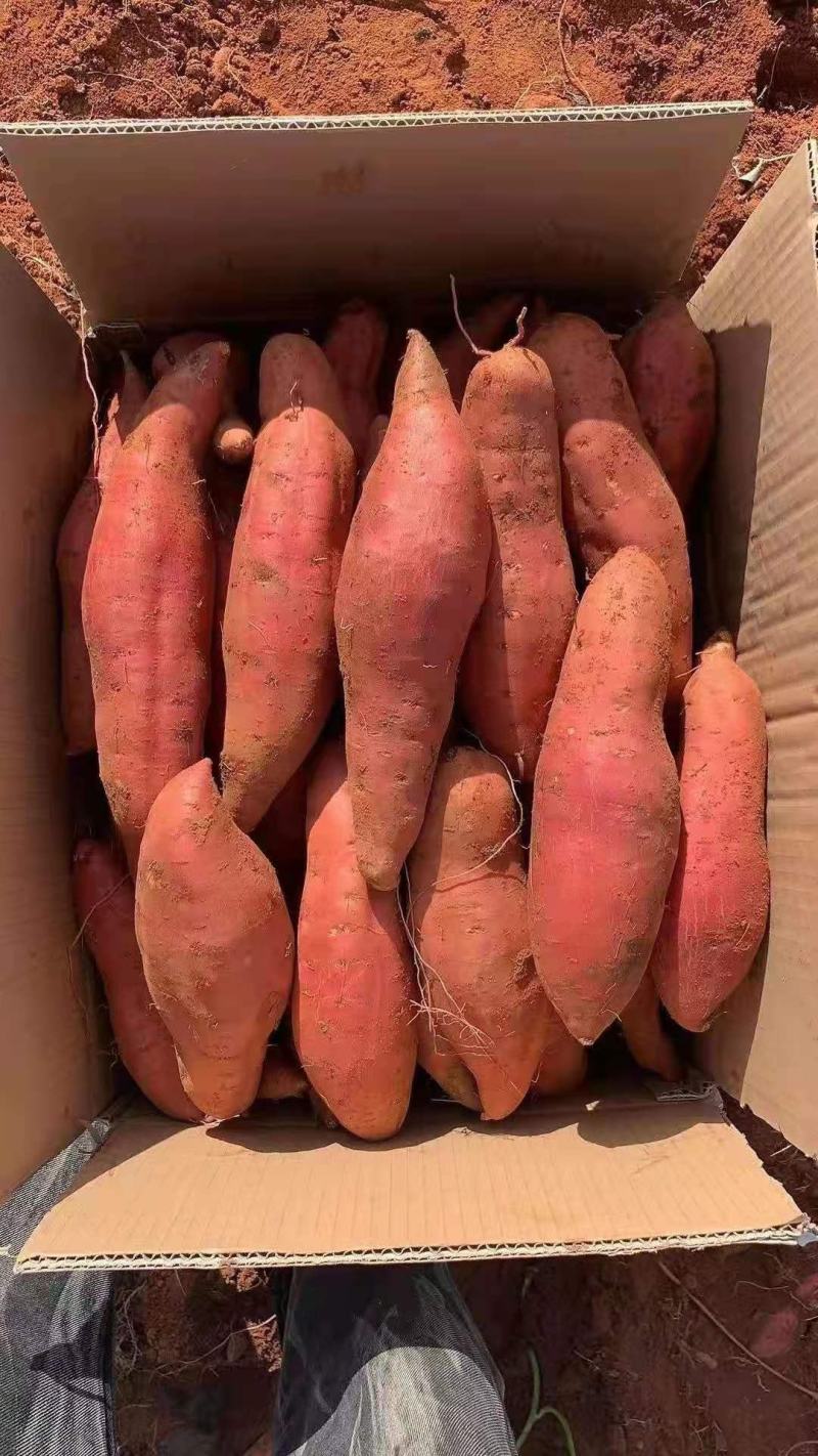 精品西瓜红蜜薯，超市，电商，市场，欢迎合作