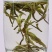 云南茶叶普洱翠茗春尖绿茶新茶毛尖西北甘肃临夏浓香型包邮