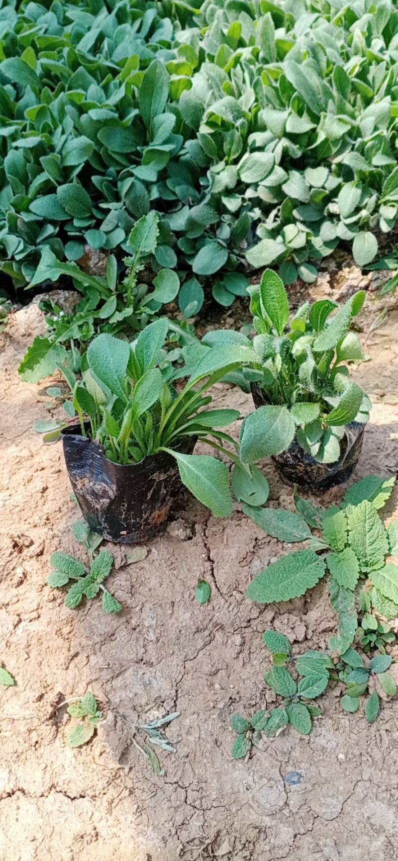 黑心菊，黑心菊杯苗，山东黑心菊，金光菊