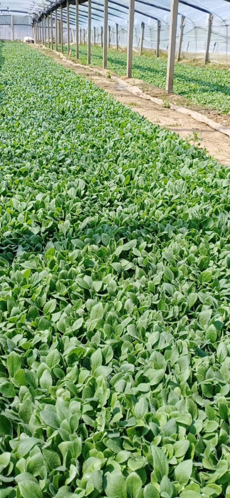 黑心菊，黑心菊杯苗，山东黑心菊，金光菊