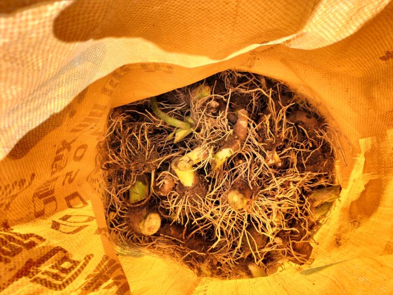 槟榔芋芋种正宗的福建芋种：和韶关芋种