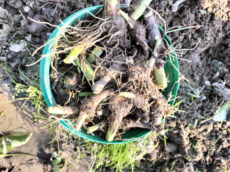 槟榔芋芋种正宗的福建芋种：和韶关芋种
