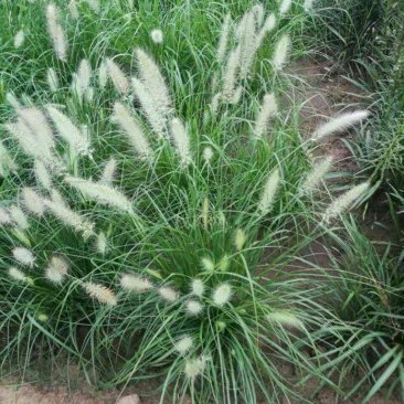 小兔子狼尾草,狼尾草,紫穗狼尾草