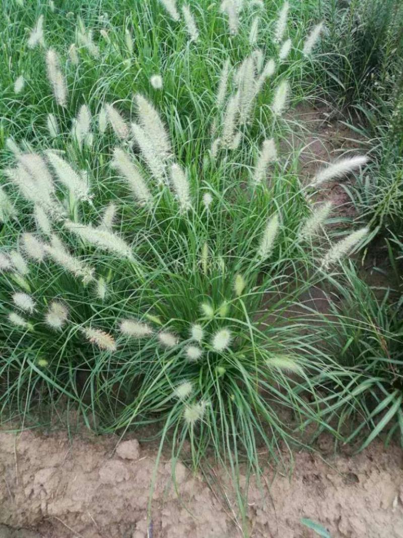 小兔子狼尾草，狼尾草，紫穗狼尾草