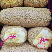 鲜花生大果，纯沙地万亩产区直供，超市，电商，市场加工厂