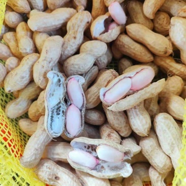 精品过筛子鲜花生，籽粒饱满，河南鲜花生，大量上市，批发