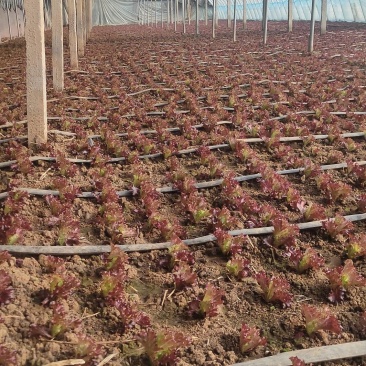 紫珊河北大棚种植，货源充足，保植保量，请电话连读！