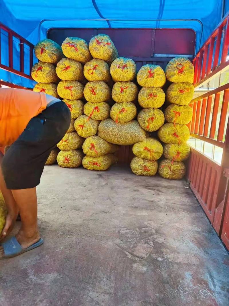 精品过筛子鲜花生，籽粒饱满，河南鲜花生，大量上市，批发