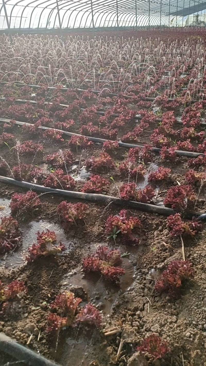 紫珊河北大棚种植，货源充足，保植保量，请电话连读！