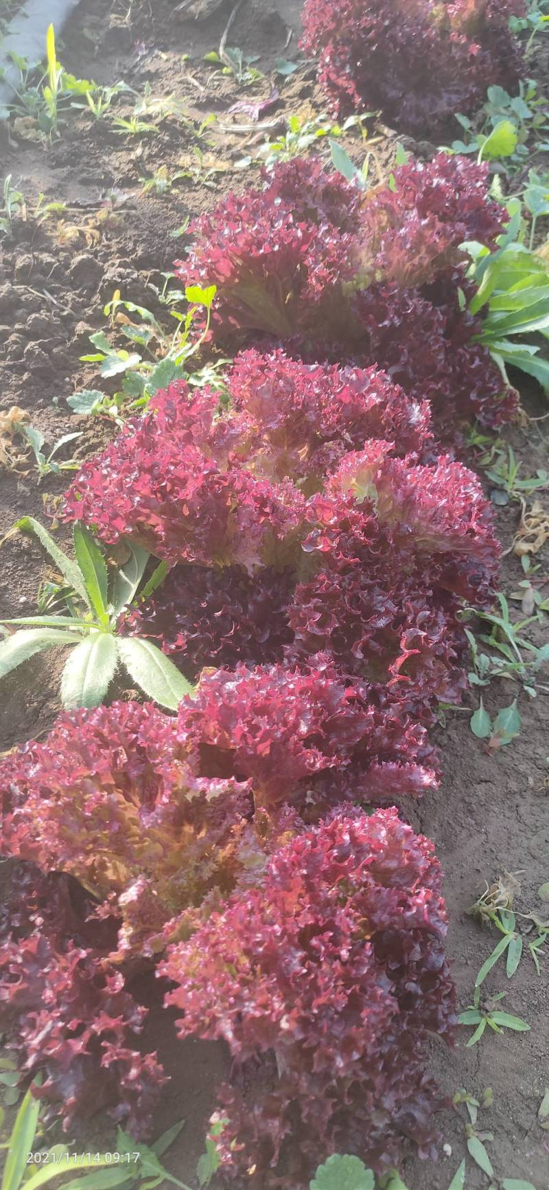 紫珊河北大棚种植，货源充足，保植保量，请电话连读！