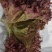 紫珊河北大棚种植，货源充足，保植保量，请电话连读！
