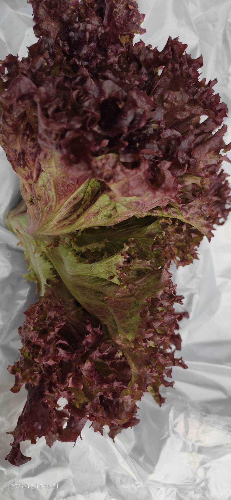 紫珊河北大棚种植，货源充足，保植保量，请电话连读！