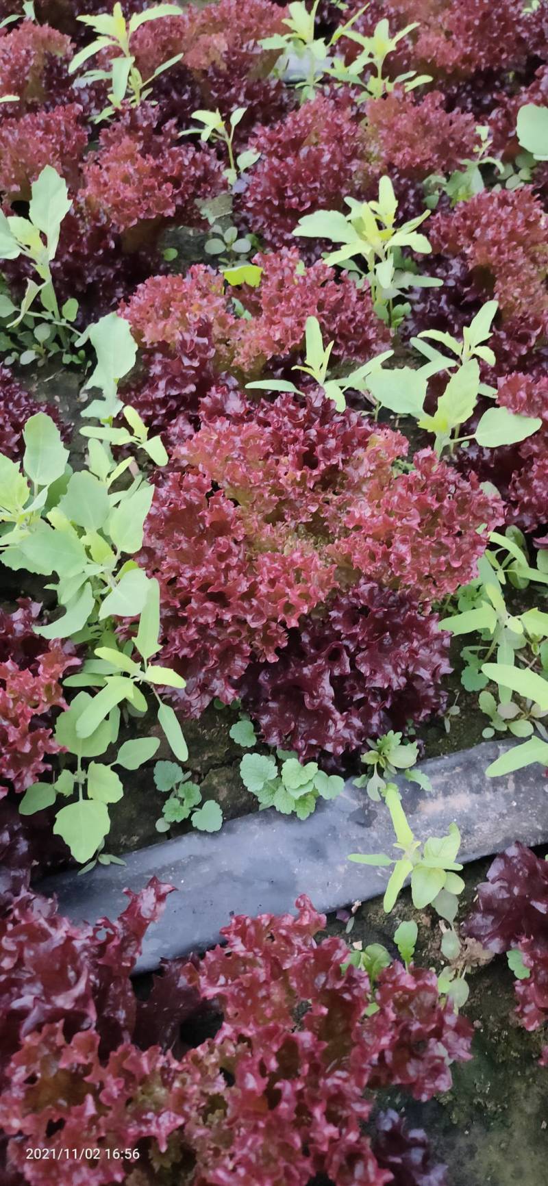 紫珊河北大棚种植，货源充足，保植保量，请电话连读！