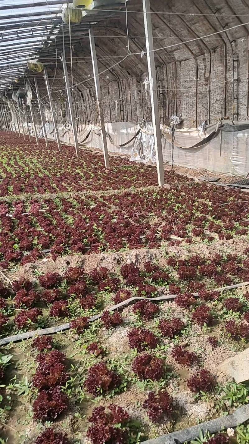 紫珊河北大棚种植，货源充足，保植保量，请电话连读！