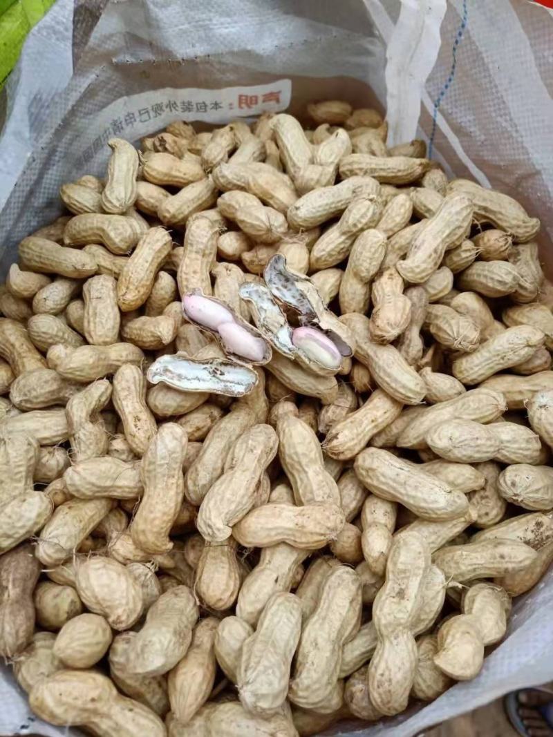 精品过筛子鲜花生，籽粒饱满，河南鲜花生，大量上市，批发