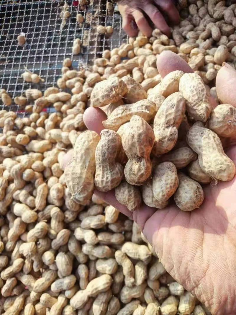 河南开封精品鲜花生，大量批发，超市，电商，市场，加工厂