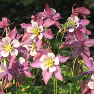 耧斗菜，山东耧斗菜，耧斗菜杯苗