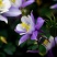 耧斗菜，山东耧斗菜，耧斗菜杯苗