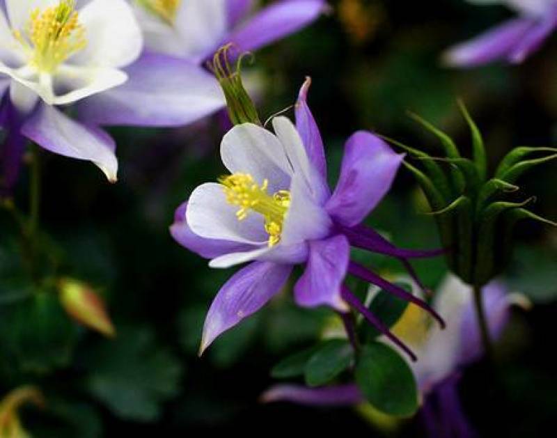 耧斗菜，山东耧斗菜，耧斗菜杯苗