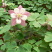耧斗菜，山东耧斗菜，耧斗菜杯苗