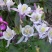 耧斗菜，山东耧斗菜，耧斗菜杯苗