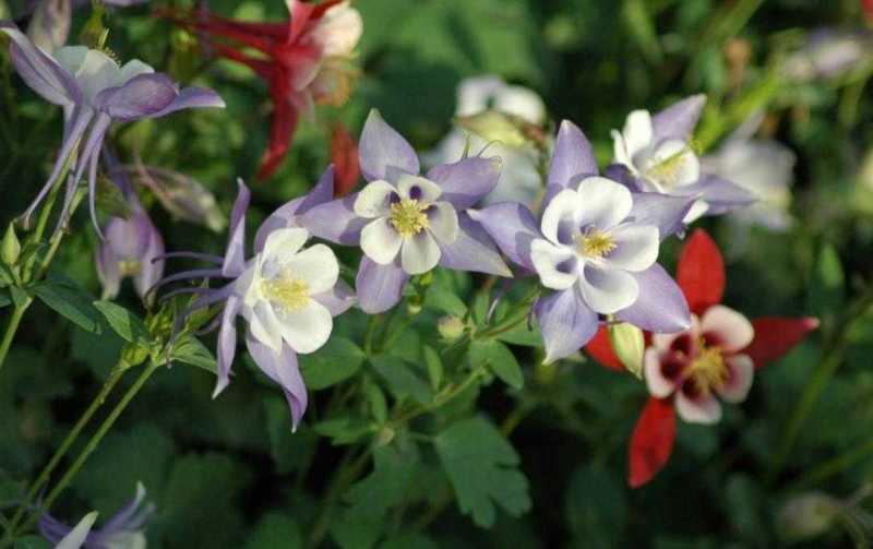 耧斗菜，山东耧斗菜，耧斗菜杯苗