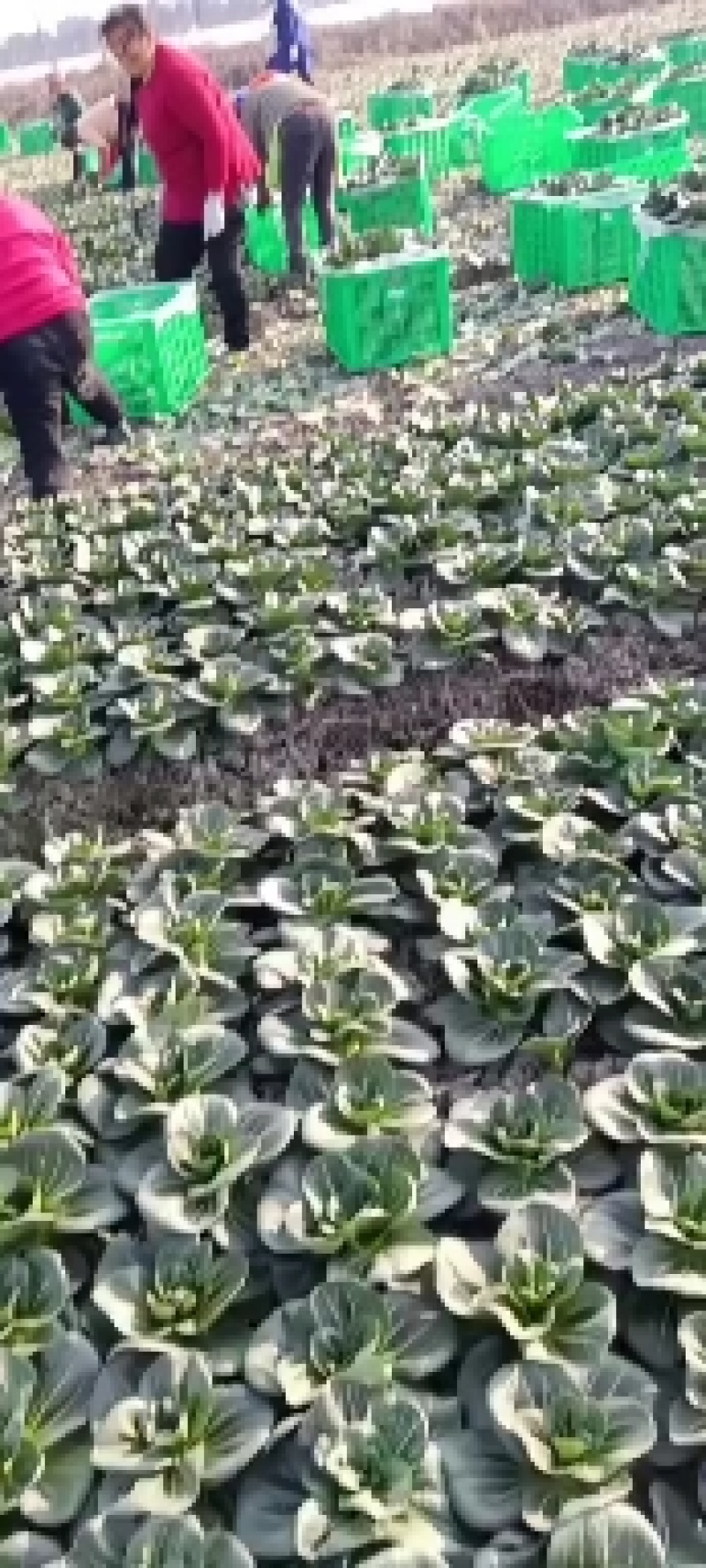 太湖菜