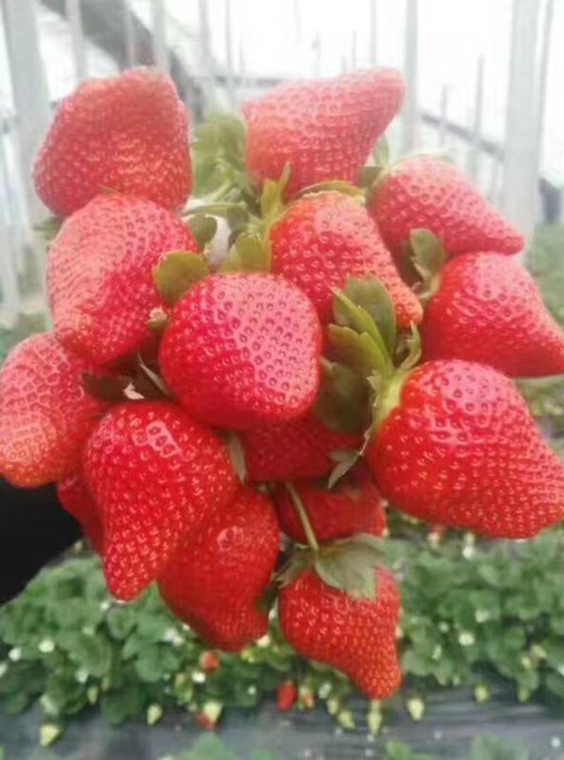 临沂艳丽草莓草莓大量上市产地直供，现货批发，质量优