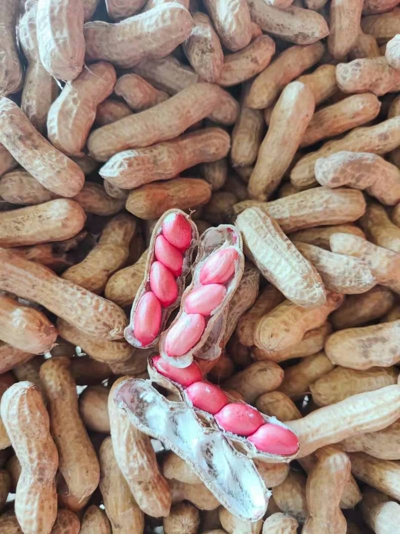 河南精品四粒红鲜花生，直供全国，商超，市场，加工厂，量大