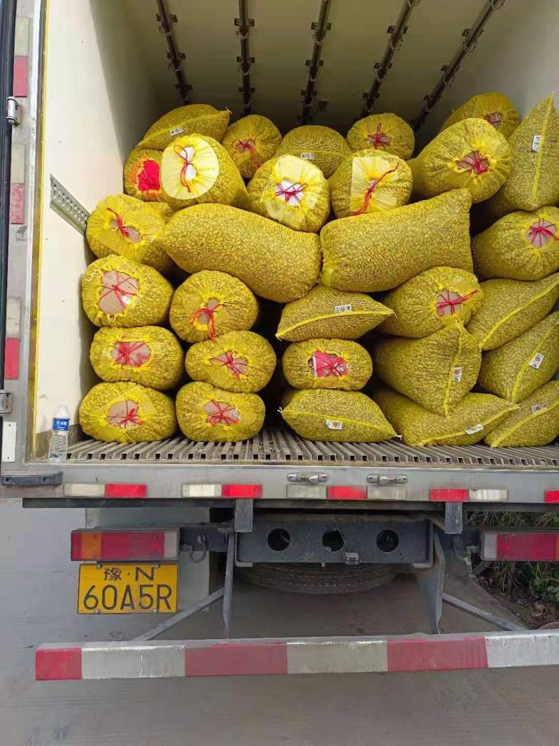 河南精品四粒红鲜花生，直供全国，商超，市场，加工厂，量大